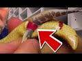 BIGGEST SNAKE DISASTERS EVER!! | BRIAN BARCZYK