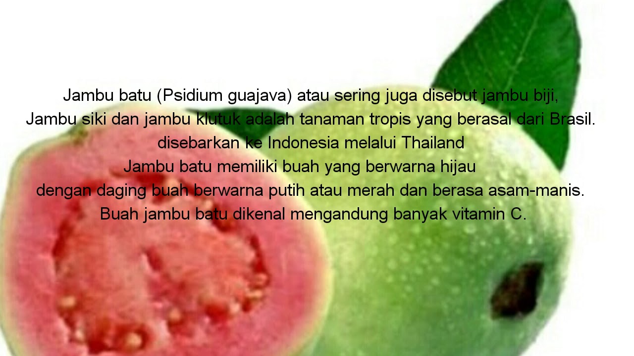 Contoh Teks Laporan Hasil Observasi Tentang Buah 