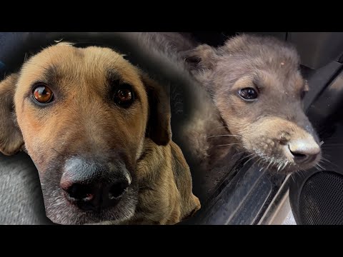 Video: Köpekler ve Anneler