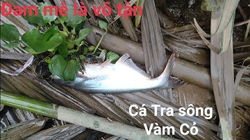 #câucá #đammêlàvôtận Chiến Đấu Sông Vàm Cỏ || Và Cái Kết Diên Mẵn