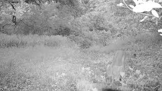 Mountain Lion near Blackstar Canyon