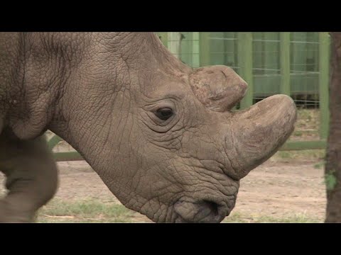 Video: Viimeinen Koiras Pohjoinen Valkoinen Sarvikuono On Kuollut Ja Laji Kuolee Sukupuuttoon