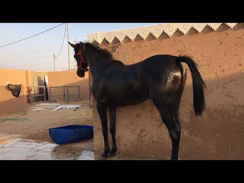 فيديو: أنماط الحصان المقص ومتى يتم استخدامها