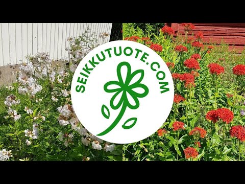 Video: Campanulan kellokukien hoito – kellokukien viljelyolosuhteet