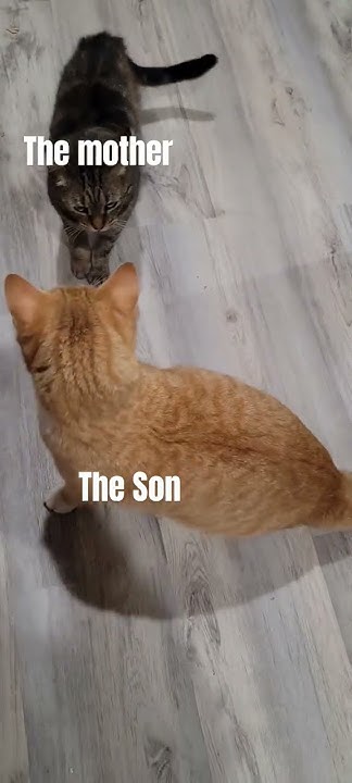 Mom Cat and Son Cat 🙄 #cat #viralvideos #shorts #animal - YouTube