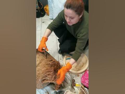 Пересадка крупномера гибискуса. - YouTube