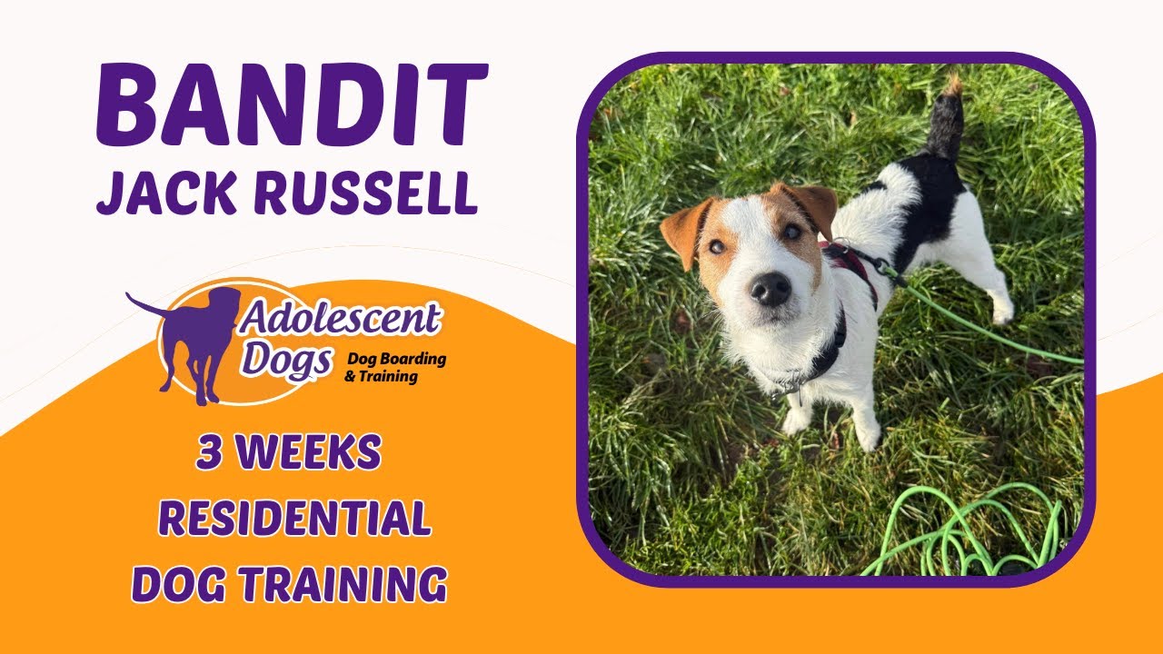 Bandit the Jack Russell | 3 Weeks Residential Dog Training