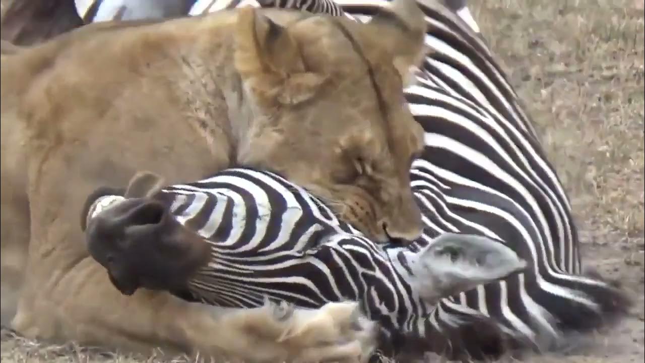 Lion kills a zebra YouTube