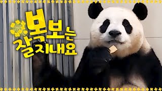 (SUB) โทรศัพท์กับ Panda Fubao ปรับตัวเข้ากับจีนได้ดี 🐼│Panda World