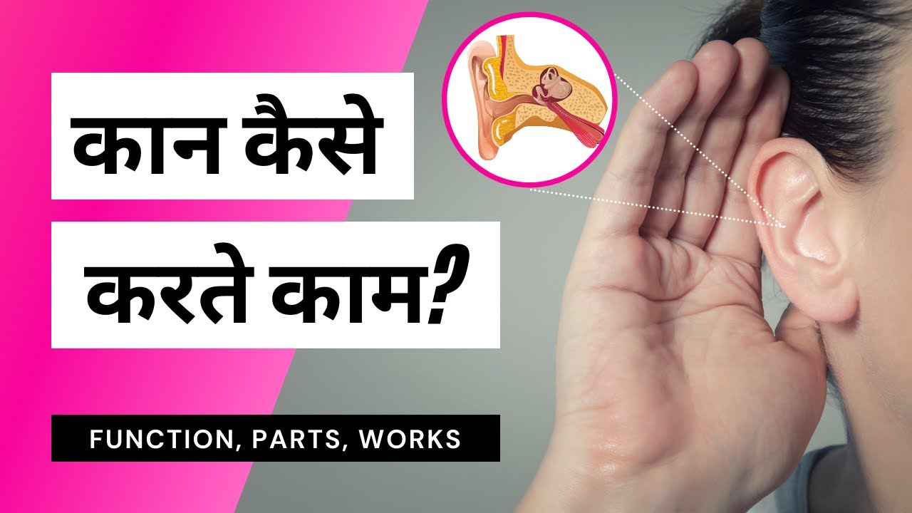 The Ear function & parts of the human ear How does the ear work in