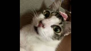 Junie  How It Used To Be