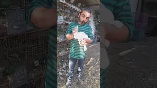 Etlik Tavşan Mı?Kürklük Çinçila Mı?