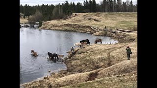 Лошадки в Карьеполье