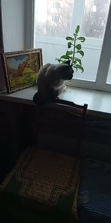 video 76d5ca36110cb68ef12397237610c6c3 V