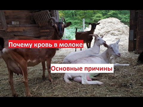 Кровь в молоке // Причины