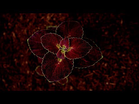 Video: Heldere Coleus In De Tuin