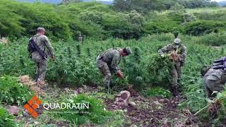 Golpe al crimen incineran 3 plantíos de marihuana en Tazumbos