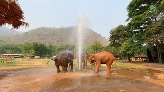 Three Rescued Elephants Can Not Wait To Enjoy Water When Valve Is Turned On  ElephantNews