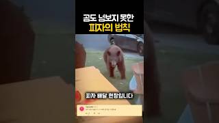 곰도 넘보지 못하는 피자의 법칙