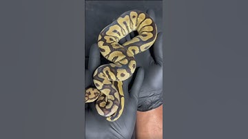 Spotnose Clown 66% Het G-stripe 50% Het Desert Ghost