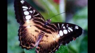 My latest butterfly collection part2
