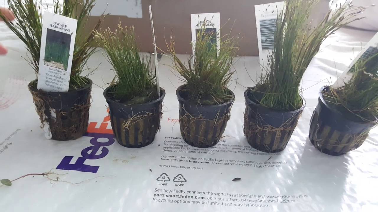  Unboxing from AquariumPlants.com!!!