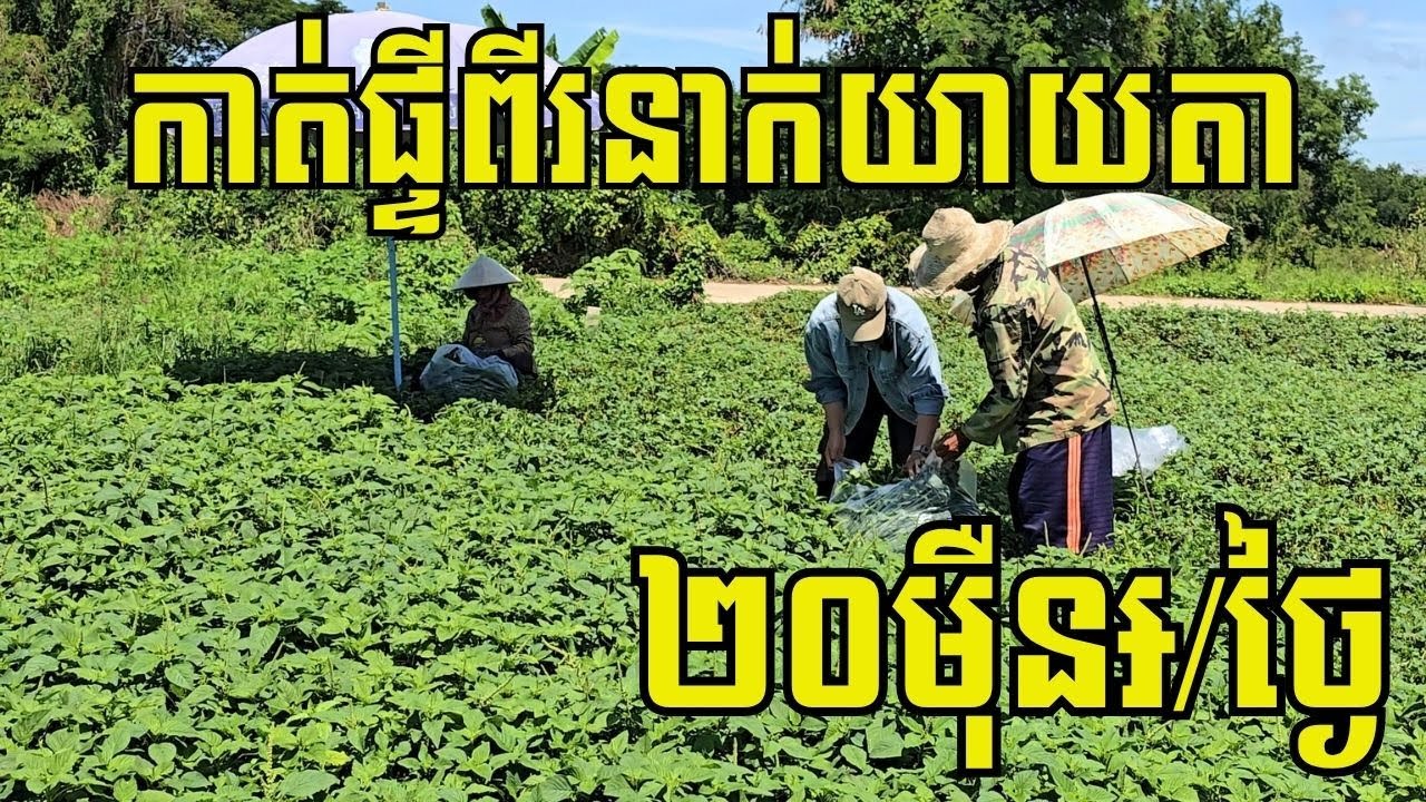 ផ្ទី១គីឡូ១០០០៛-២៥០០៛ ប្ដី-ប្រពន្ធវ័យចំណាស់ កាត់លក់១ថ្ងៃជិត២០០kg មិនបាច់អស់ថ្លៃពូជ ចំណូលចូលរាល់ថ្ងៃ