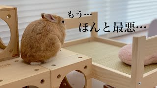 うさぎの為に良かれと思ってやった事が裏目に出てしまいました　#1015
