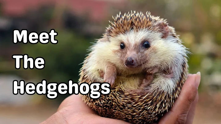 Meet the Hedgehogs! Fun animal adventure and learning for kids