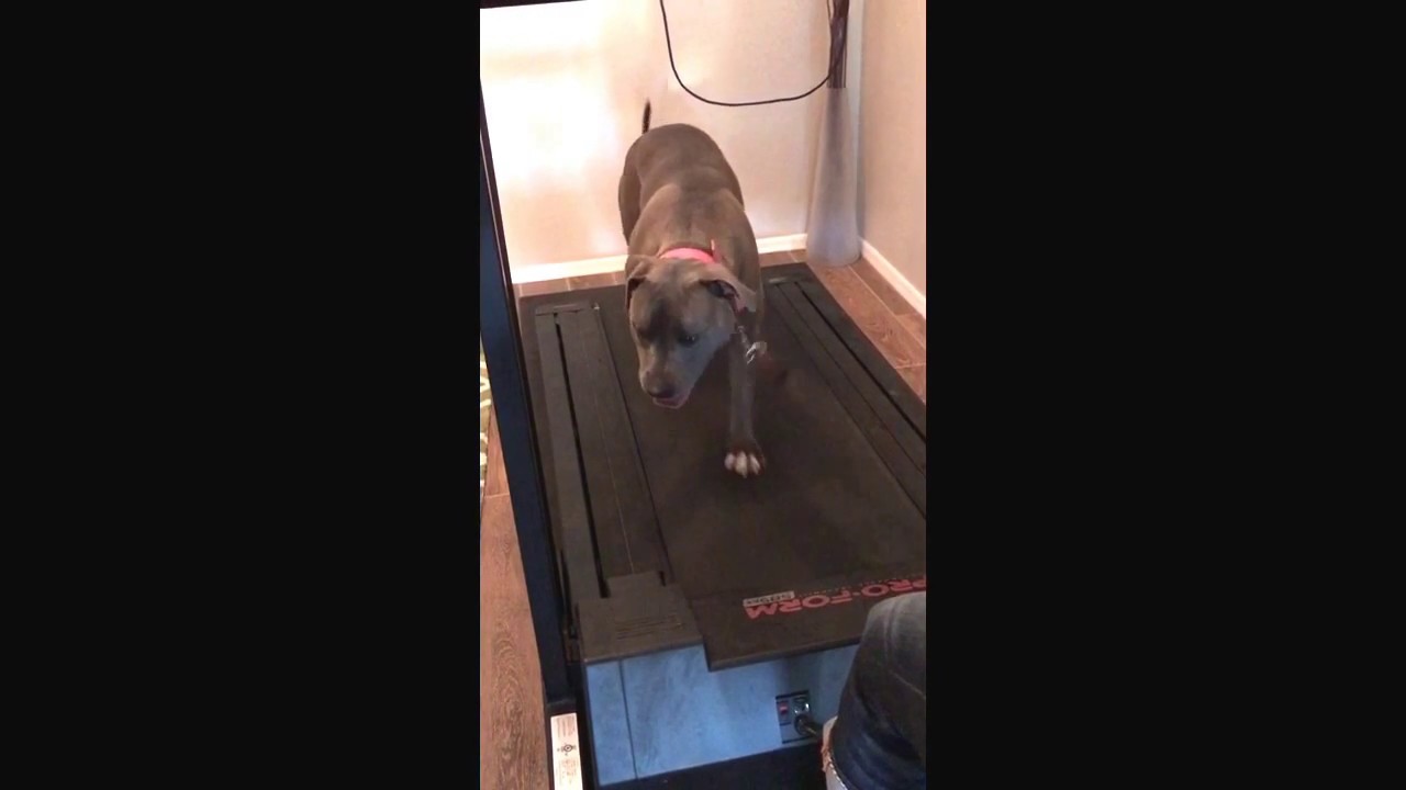 Peoria dog training "K9katelynn"teaches "daisy may"blue nose pit bull