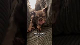 This video went so viral! #englishbulldog #dogsofshorts #bulldog #dogs