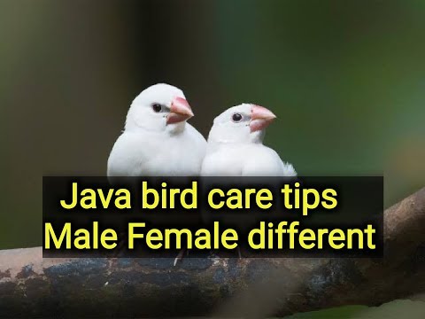 Java Sparrow basic, white Java male female different
