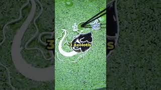 Axolotl Portal 🦎