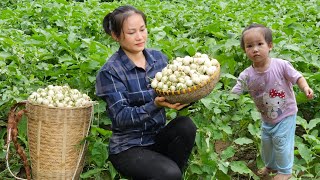 Harvest White Eggplant Baby Goes to market sell  How To Salt Crispy White Eggplant | Lý Phúc An