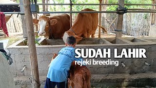 YANG DITUNGGU SUDAH LAHIR'REJEKI BREEDING'