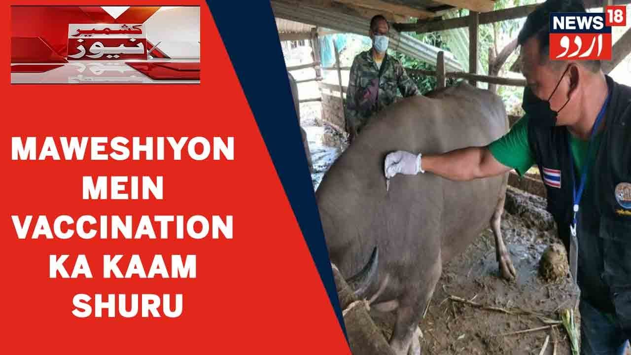 Kashmir News Lumpy Skin Disease Ke Sabab Maweshiyon Mein Vaccination kashmir-news-lumpy-skin-disease-ke-sabab-maweshiyon-mein-vaccination