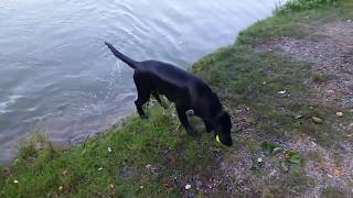 flat coated retriever   her first jump in water by Dogs and Wood 103 views 5 years ago 16 seconds