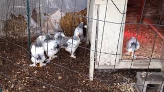 coop night chicks into