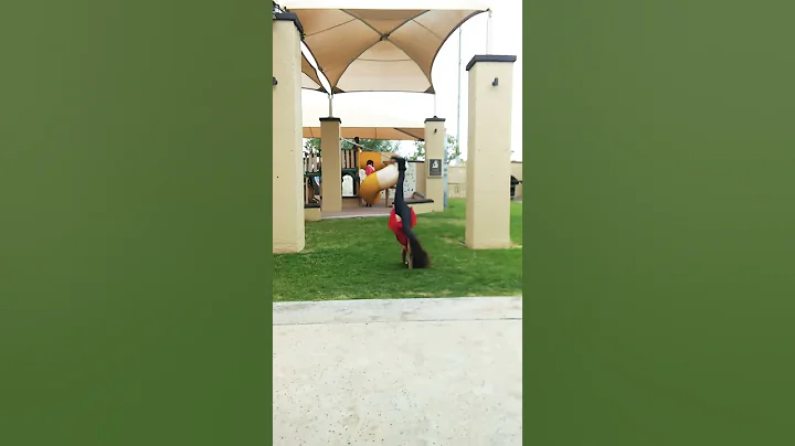 Cartwheel split