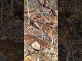 Deer and langur walking in a forest shorts wildlife