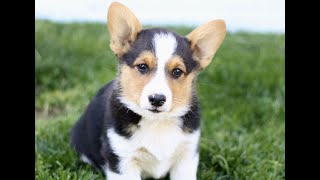 Welsh Corgi Puppies for Sale by Infinity Pups 44 views 7 days ago 44 seconds