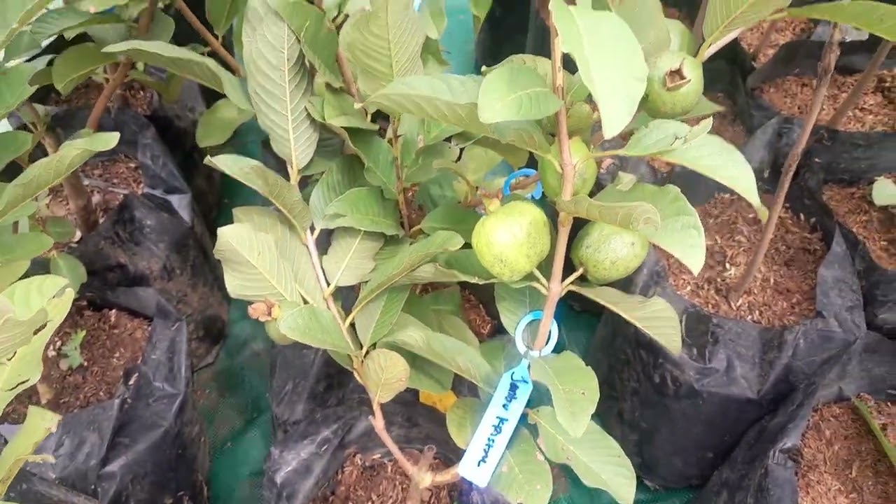 Pasar Petani Garuda (pusat bibit tanaman buah buahan)#tanaman #buahbuahan #bibit #bogor #wisata #fyp