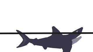 Shark Test