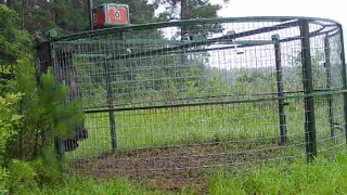 Wild Boar Hog Tried to Jump Out of Trap