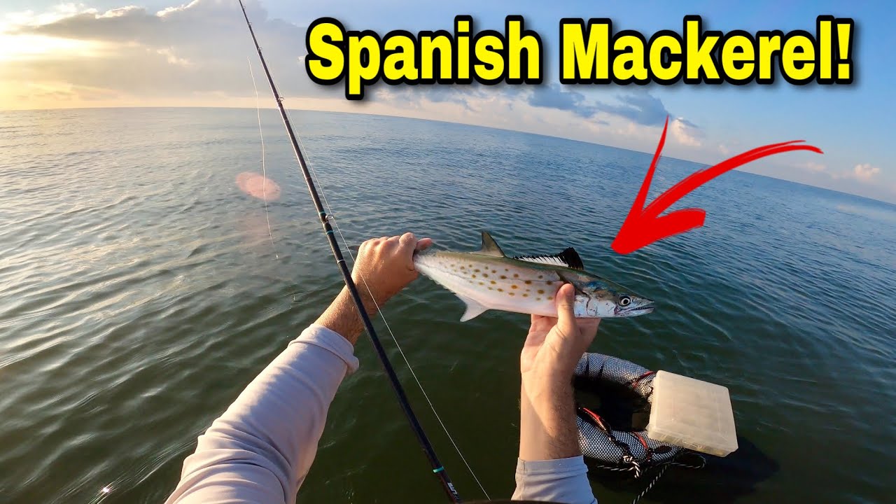 How To CATCH and Cook SPANISH MACKEREL (smoked fish dip) YouTube