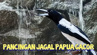 PANCINGAN JAGAL PAPUA GACOR