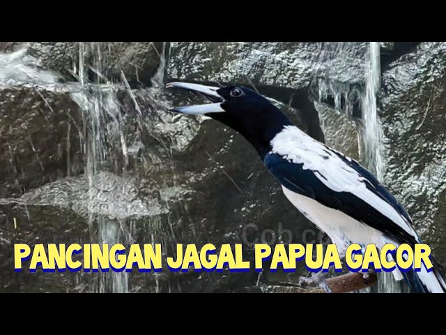 PANCINGAN JAGAL PAPUA GACOR class=