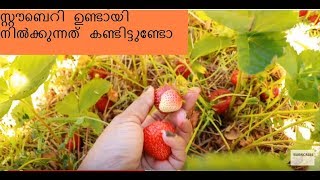 മനോഹരമായ സ്റ്റൗബെറി തോട്ടം || strawberry Farm