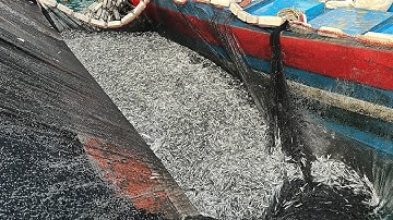 Lưới Rút Đêm Quảng Ngãi 91789 A Vương Đánh Dò Cá Cơm Ghe Thu Hết Hầm Đựng - Dân Biển