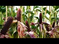 Trồng loại bắp gây “sốt” vì có màu đỏ sẫm, ăn sống được|Growing the ruby queen corn,It can eat fresh